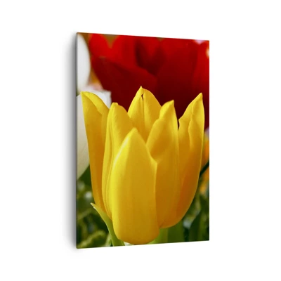 Bild auf Leinwand - Leinwandbild - Tulpenfieber - 70x100 cm