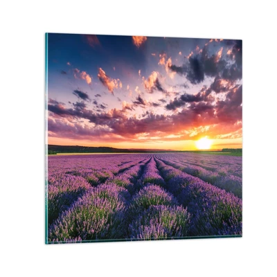 Glasbild - Bild auf glas - Lavendel Welt - 70x70 cm