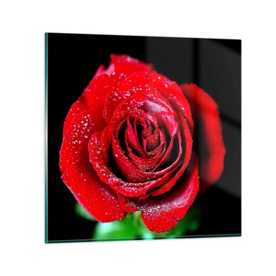 Glasbild, Bilder auf glas Arttor 50x50 cm - Das ist Liebe - Blumen, Rote Rose, Rosenblätter, Liebe, Wassertropfen, Ins Wohnzimmer, Für Schlafzimmer, Rot, Schwarz, Horizontal, Glas, GAC50x50-0370