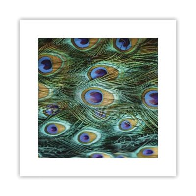 Poster - Ein Blick mit Pfauenaugen - 30x30 cm