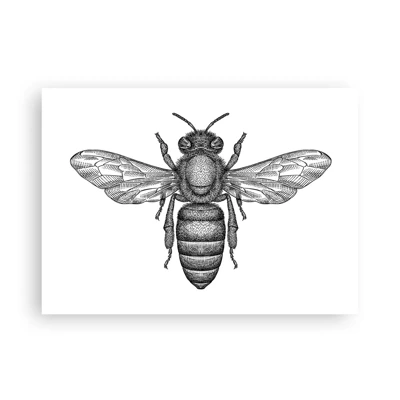 Poster - Insektenporträt - 70x50 cm