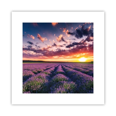 Poster - Lavendel Welt - 30x30 cm