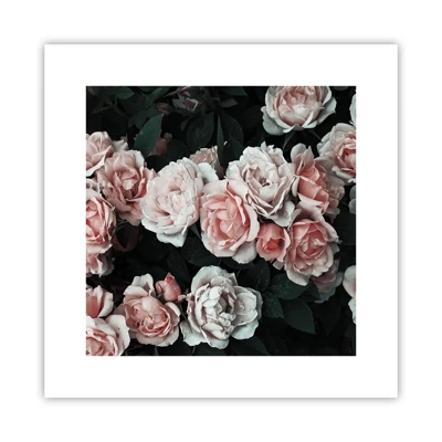 Poster - Rosen-Ensemble - 30x30 cm