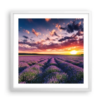 Poster in einem weißen Rahmen - Lavendel Welt - 50x50 cm
