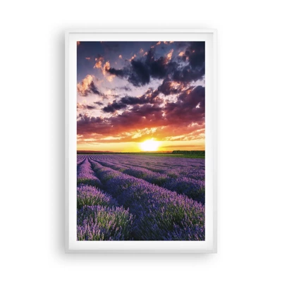 Poster in einem weißen Rahmen - Lavendel Welt - 61x91 cm