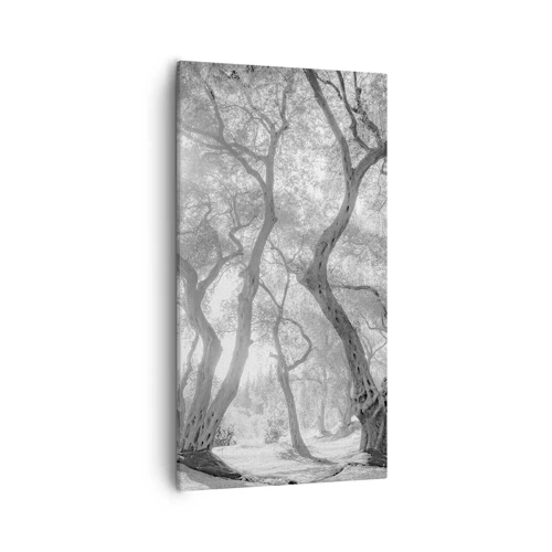Bild auf Leinwand - Leinwandbild - Im Olivenhain - 55x100 cm