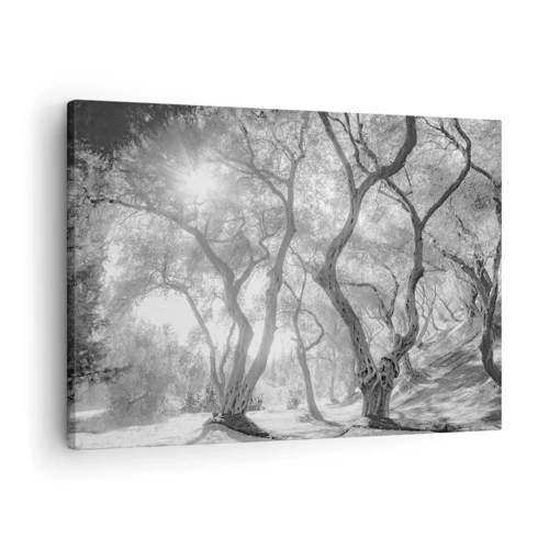 Bild auf Leinwand - Leinwandbild - Im Olivenhain - 70x50 cm