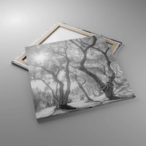 Bild auf Leinwand - Leinwandbild - Im Olivenhain - 70x70 cm