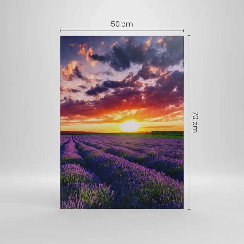 Bild auf Leinwand - Leinwandbild - Lavendel Welt - 50x70 cm
