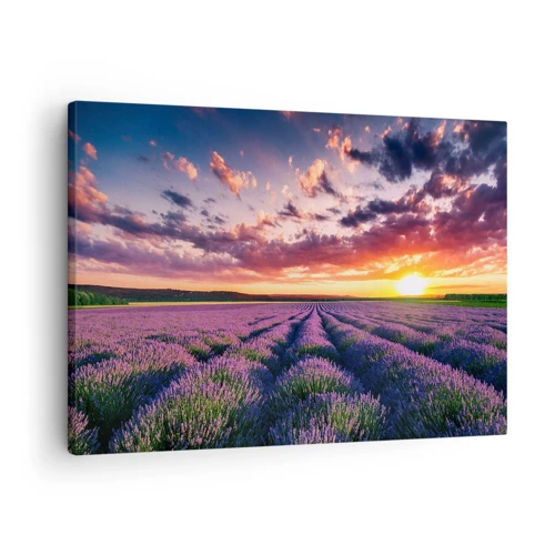 Bild auf Leinwand - Leinwandbild - Lavendel Welt - 70x50 cm