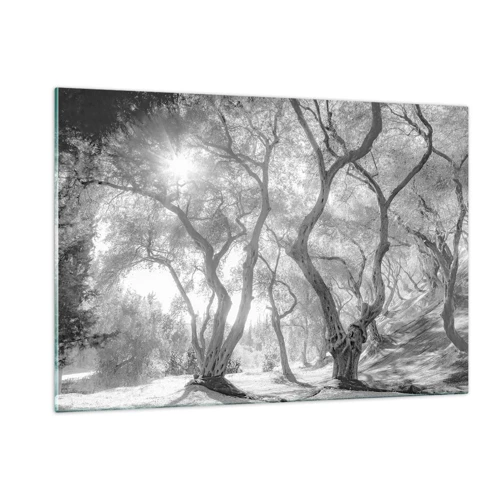 Glasbild - Bild auf glas - Im Olivenhain - 120x80 cm