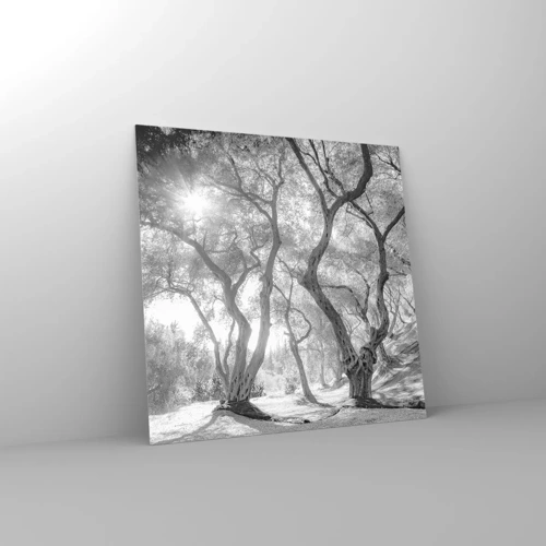 Glasbild - Bild auf glas - Im Olivenhain - 50x50 cm