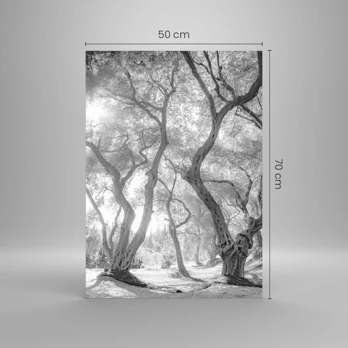 Glasbild - Bild auf glas - Im Olivenhain - 50x70 cm