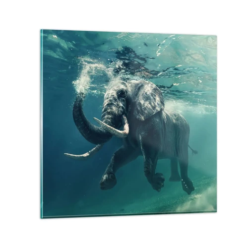 Glasbild - Bild auf glas - Jeder schwimmt gerne - 50x50 cm