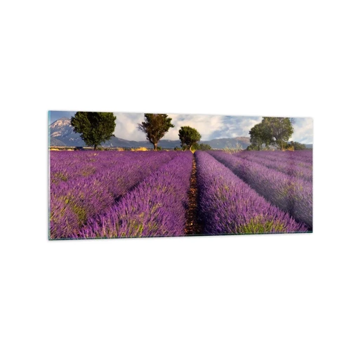 Glasbild - Bild auf glas - Lavendelfelder - 120x50 cm