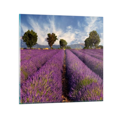 Glasbild - Bild auf glas - Lavendelfelder - 30x30 cm