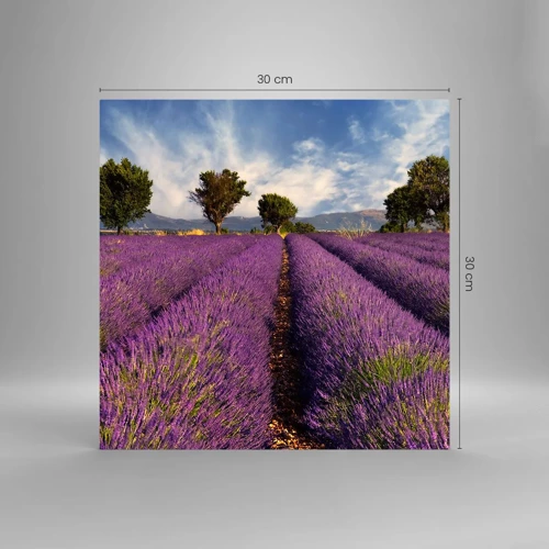 Glasbild - Bild auf glas - Lavendelfelder - 30x30 cm