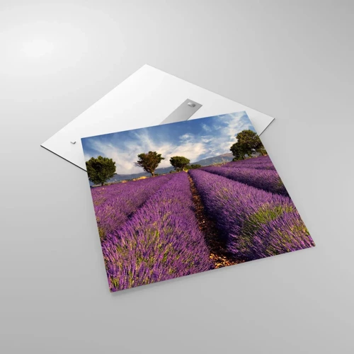 Glasbild - Bild auf glas - Lavendelfelder - 70x70 cm