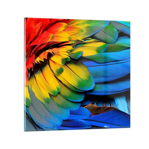 Glasbild - Bild auf glas - Paradiesvogel - 60x60 cm