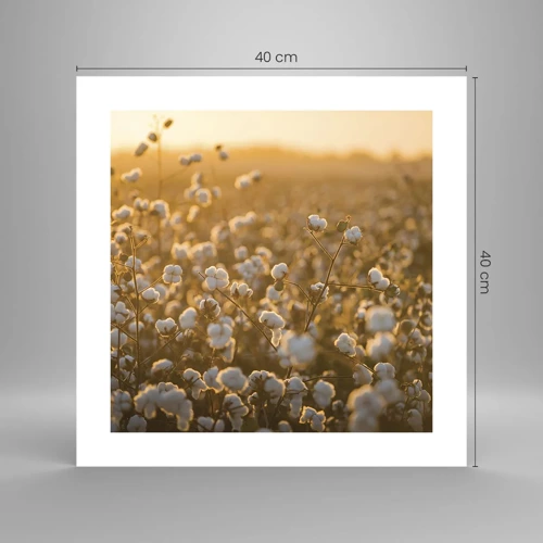 Poster - Fluffiges Feld - 40x40 cm