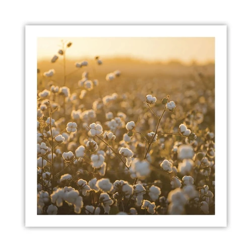 Poster - Fluffiges Feld - 60x60 cm