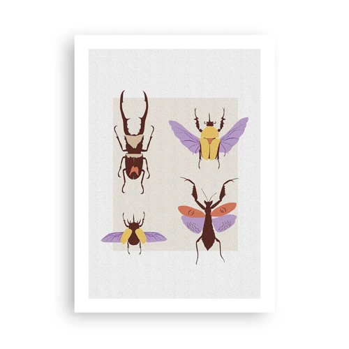 Poster - Insektenwelt - 50x70 cm