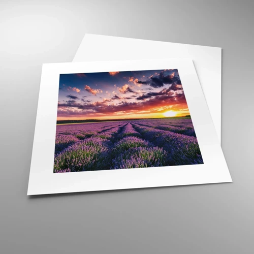 Poster - Lavendel Welt - 30x30 cm