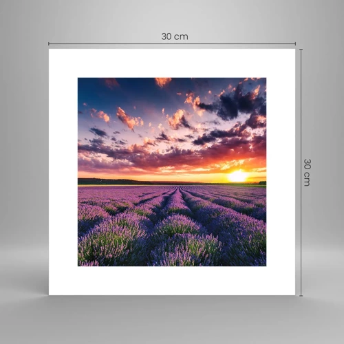 Poster - Lavendel Welt - 30x30 cm