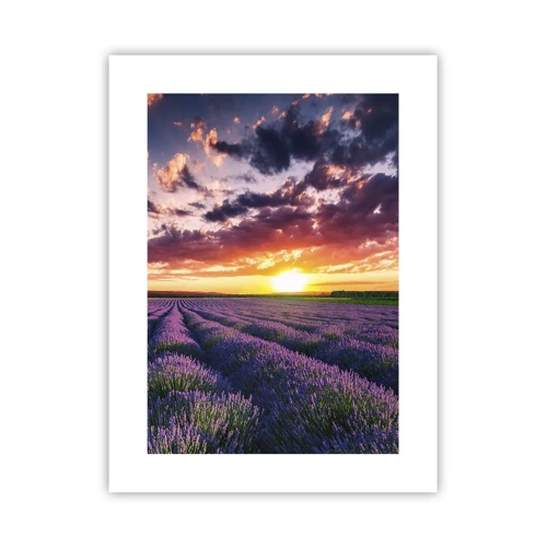 Poster - Lavendel Welt - 30x40 cm