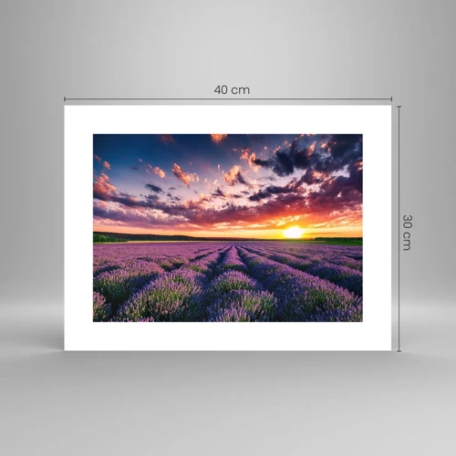 Poster - Lavendel Welt - 40x30 cm
