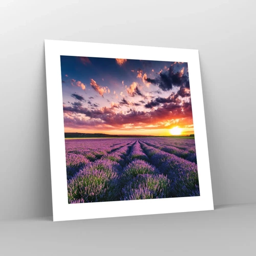 Poster - Lavendel Welt - 40x40 cm