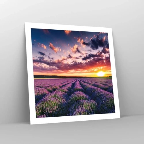 Poster - Lavendel Welt - 60x60 cm