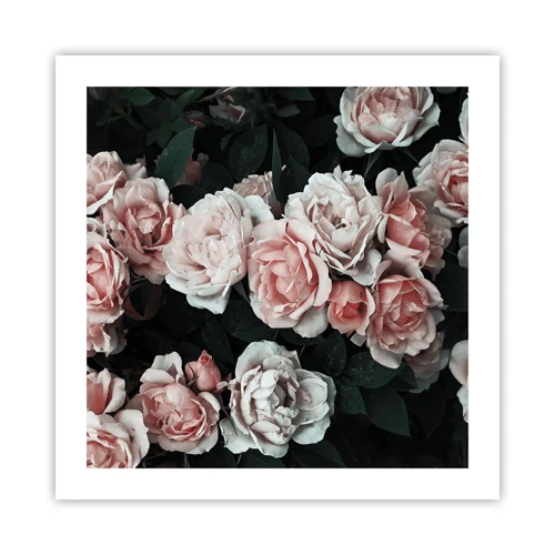 Poster - Rosen-Ensemble - 50x50 cm