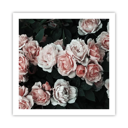 Poster - Rosen-Ensemble - 60x60 cm