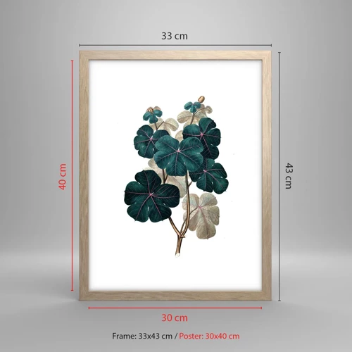 Poster in einem Rahmen aus heller Eiche - Aus dem alten Herbarium - 30x40 cm