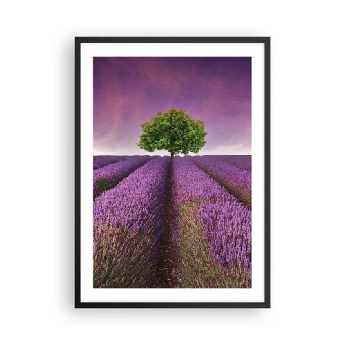Poster in einem schwarzem Rahmen - Auf Lavendelfeldern - 50x70 cm