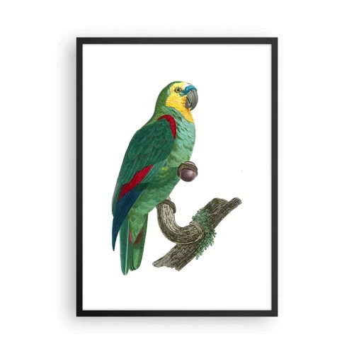 Poster in einem schwarzem Rahmen - Papageienporträt - 50x70 cm