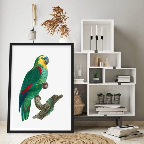 Poster in einem schwarzem Rahmen - Papageienporträt - 50x70 cm