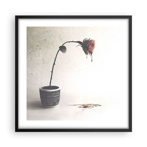 Poster in einem schwarzem Rahmen - Rosa dolorosa - 50x50 cm