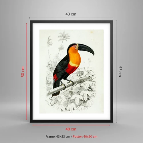 Poster in einem schwarzem Rahmen - Vogelfarben - 40x50 cm