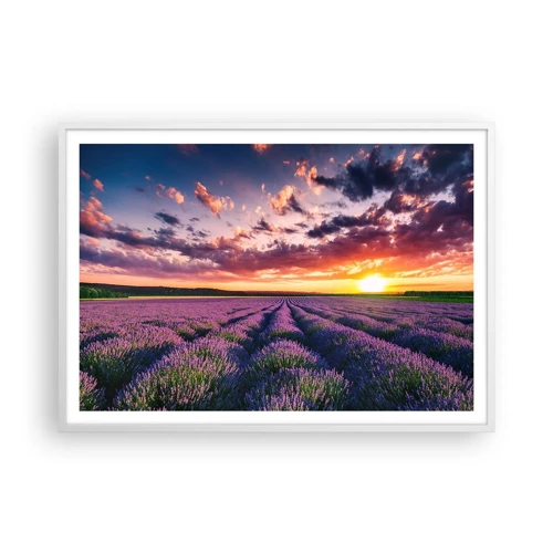 Poster in einem weißen Rahmen - Lavendel Welt - 100x70 cm