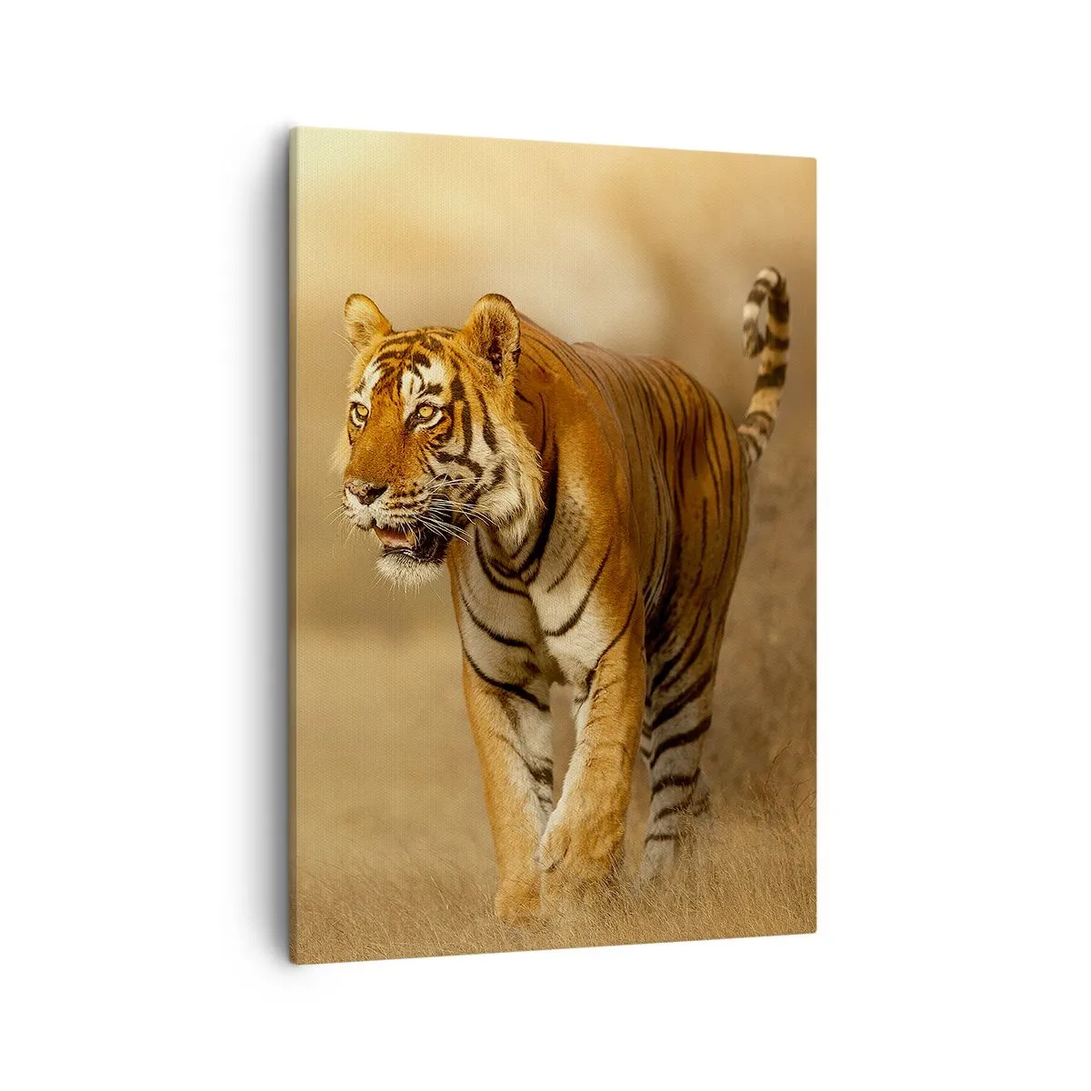 Bild auf Leinwand - Leinwandbild - Ein Tiger, der in warmen Farben durch die Savanne läuft - 50x70cm - Vor dem Angriff - Moderne Wanddekoration für Wohnzimmer und Schlafzimmer ARTTOR