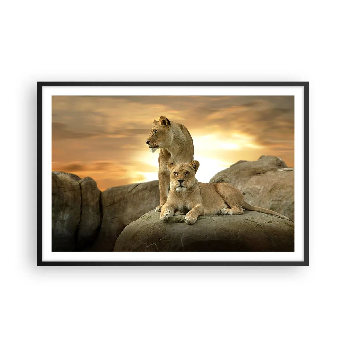 Poster in einem schwarzem Rahmen - Königliche Majestät - 91x61 cm