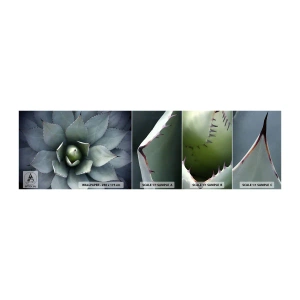 Fototapetenmuster Standard Eco - Es lockt an und warnt - Agavenblüte, Agave, Exotik - 100x30 cm