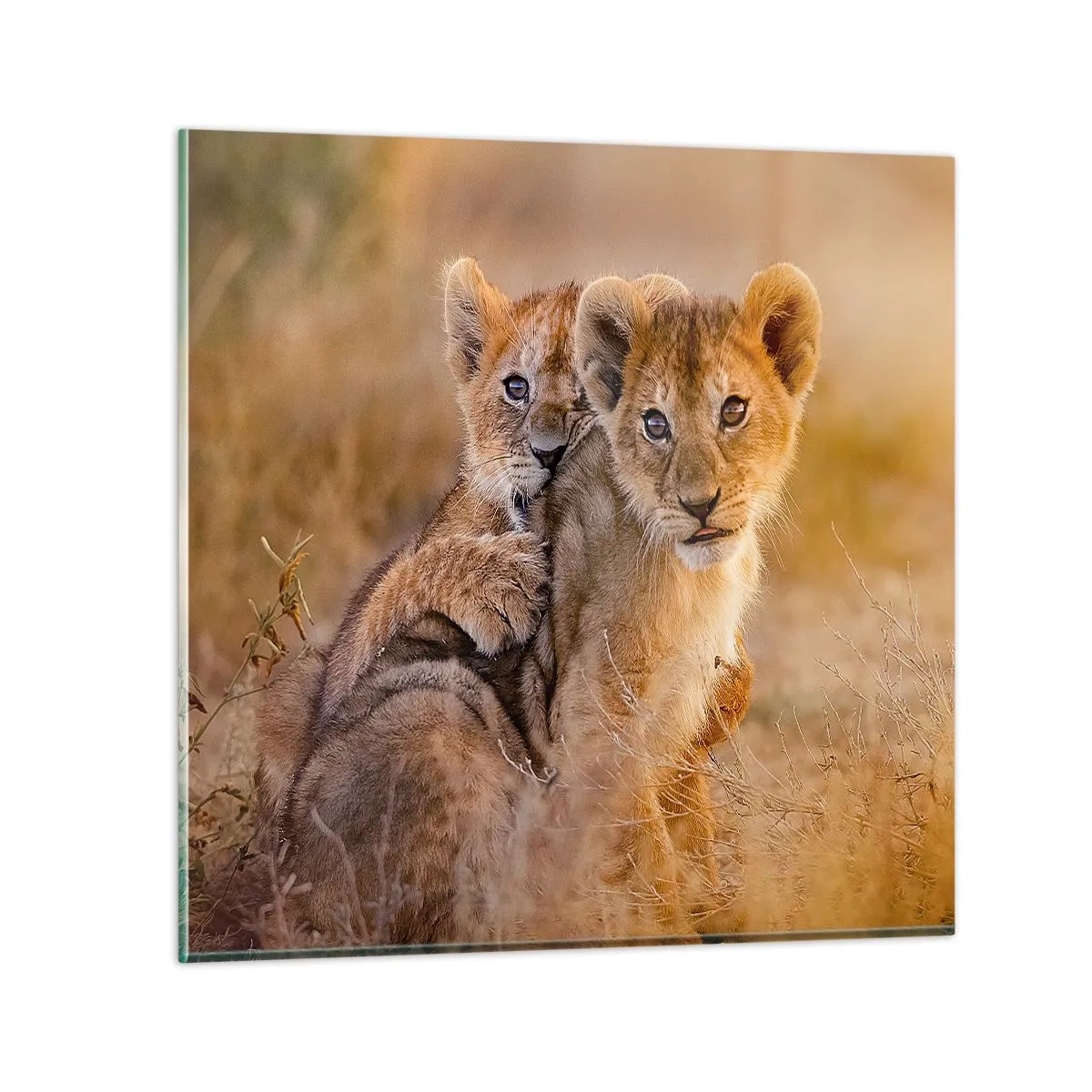 Glasbild - Bild auf glas - Bitte nicht stören! Wir haben Spaß - 50x50 cm