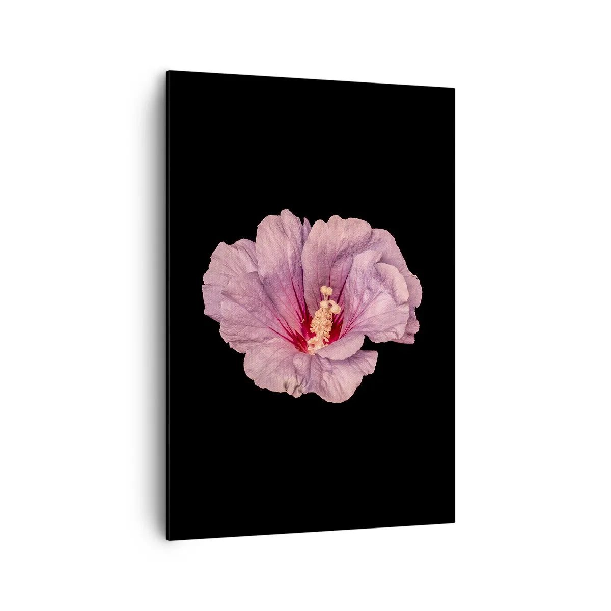 Bild auf Leinwand - Leinwandbild - Rosa Blume auf schwarzem Hintergrund - 70x100cm - Direkt ins Herz - Moderne Wanddekoration für Wohnzimmer und Schlafzimmer ARTTOR