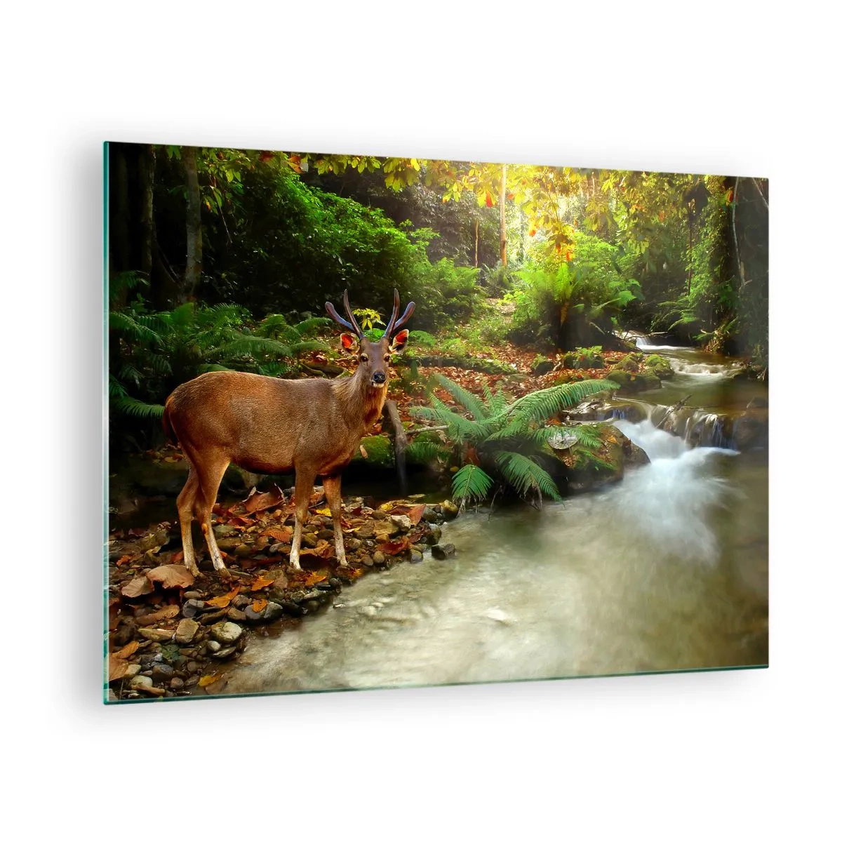 Glasbild - Bild auf glas - Ein Reh an einem Bach in einem sonnenbeschienenen Wald - 70x50cm - Willkommen in meiner Welt - Moderne Wanddekoration für Wohnzimmer und Schlafzimmer ARTTOR