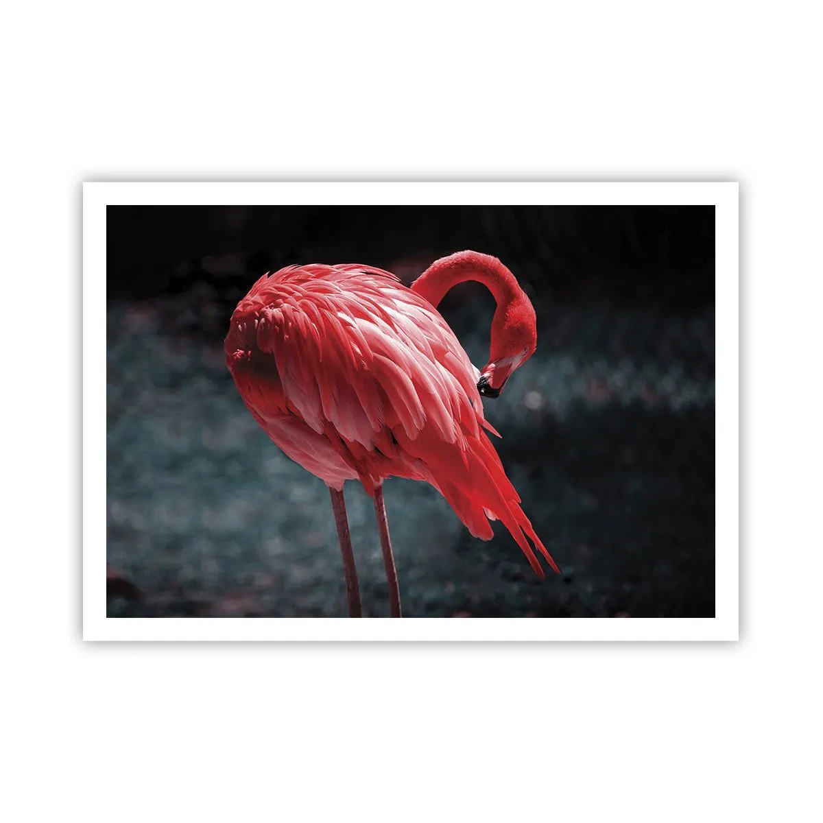 Poster - Ein rosa Flamingo auf dunkelgrünem Hintergrund - 100x70cm - Ein purpurrotes Gedicht der Natur - Moderne Wanddekoration für Wohnzimmer und Schlafzimmer ARTTOR