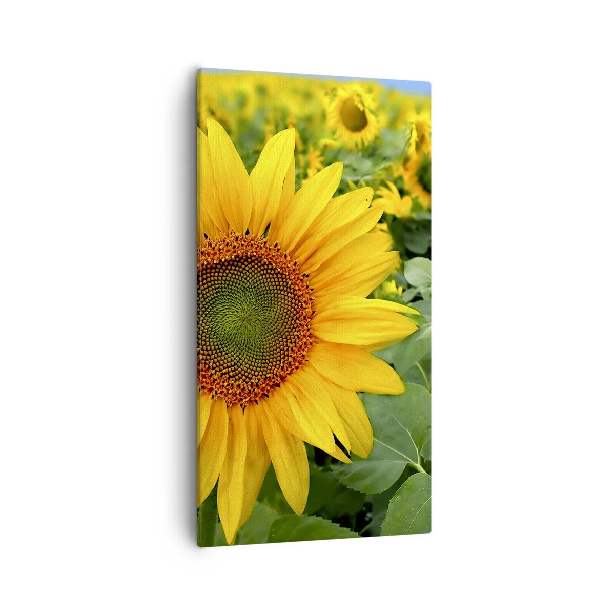 Bild auf Leinwand - Leinwandbild - Hunderte von Sonnen flammten auf - 55x100 cm