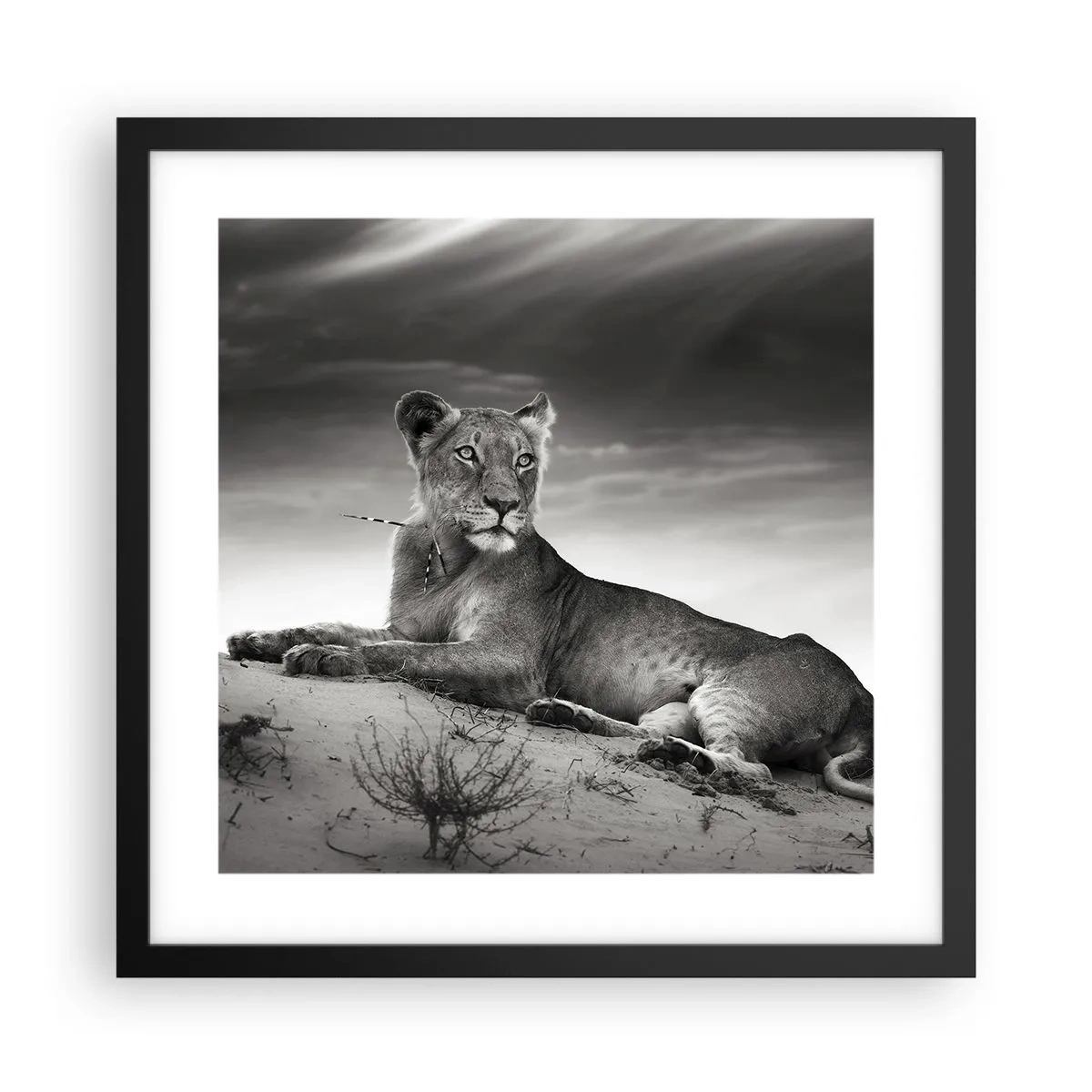 Poster in einem schwarzem Rahmen - Die Königin der Wüstenruhe - 40x40 cm